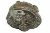 Wide, Folded Eldredgeops Trilobite Fossil - Ohio #188911-1